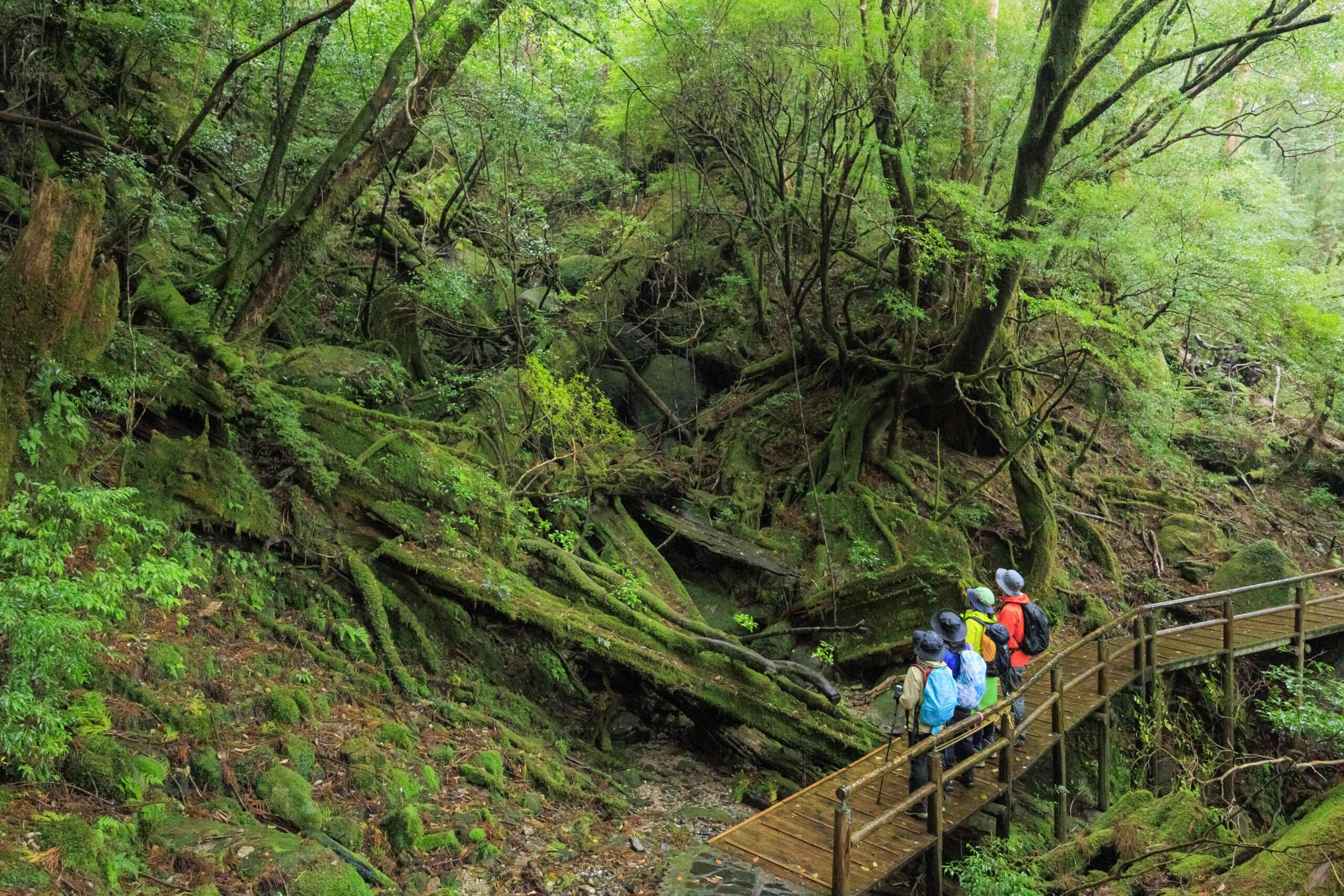 縄文杉トレッキング