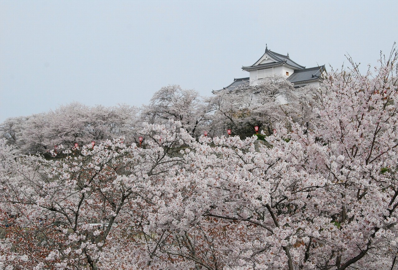 津山城跡の桜